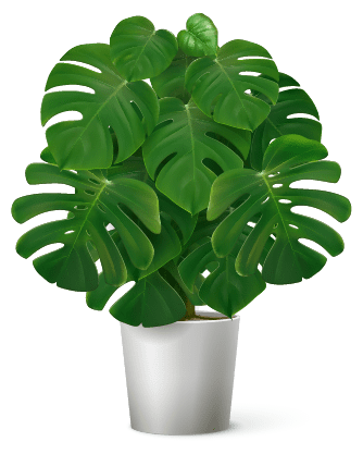 tropical_plant-01.png